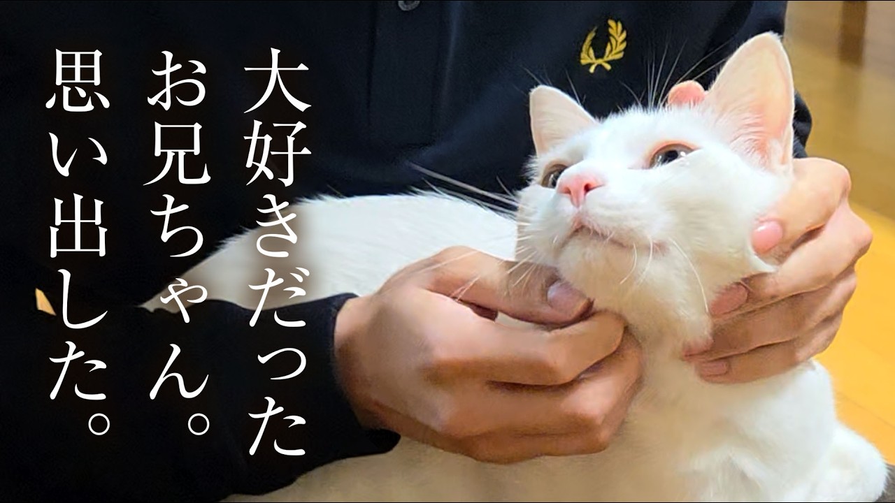 【再会】数日間ずっと他人行儀だったシロが、大好きな長男をようやく思い出しました。