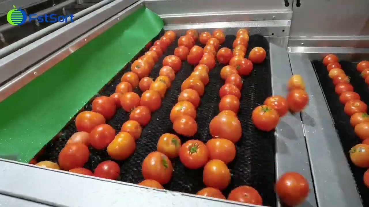 Tired of Inconsistent Tomatoes? Discover the Era of Perfect Automatic Sorting!🍅🍅🍅
