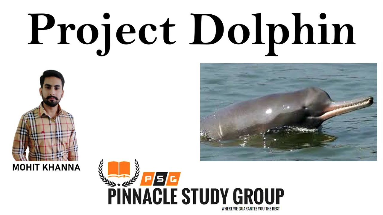 Project Dolphin