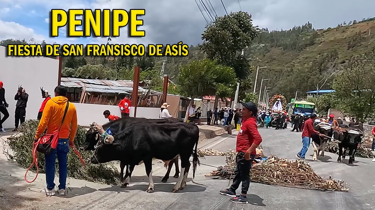 LA GRAN CHAMIZA Y LOS CHIVOS DE PENIPE. FIESTAS DE SAN FRANCISCO DE ASIS - TRADICIONES DE  ECUADOR