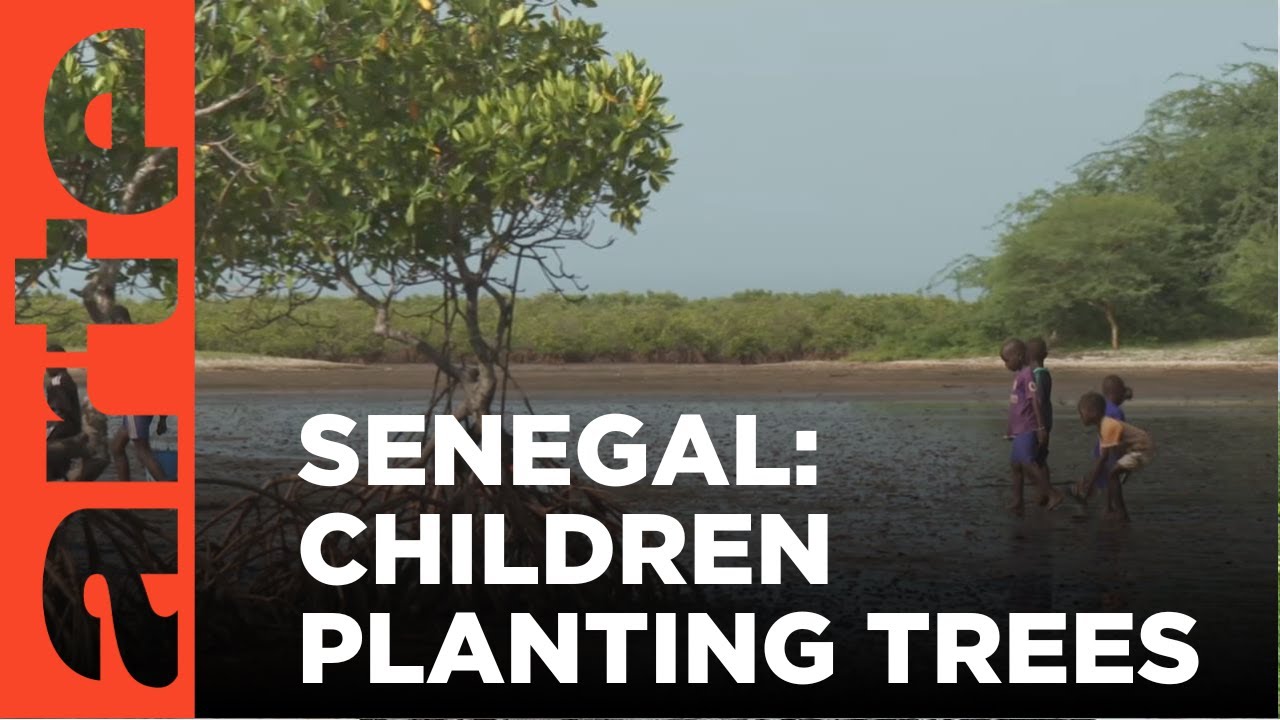 Reforesting Senegal | ARTE.tv Documentary