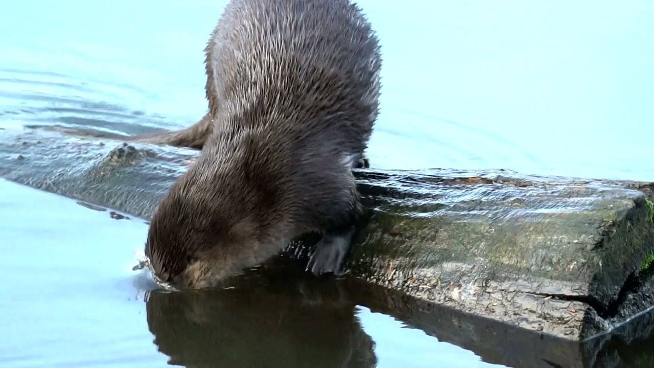 수달의 물고기 먹방 Otter's Fresh Fish Meokbang