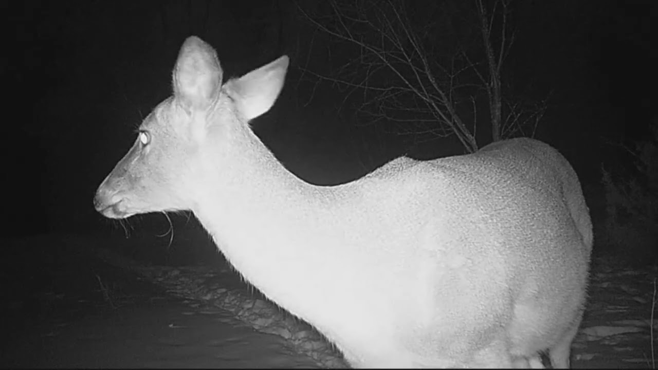 Curious Deer Up Close