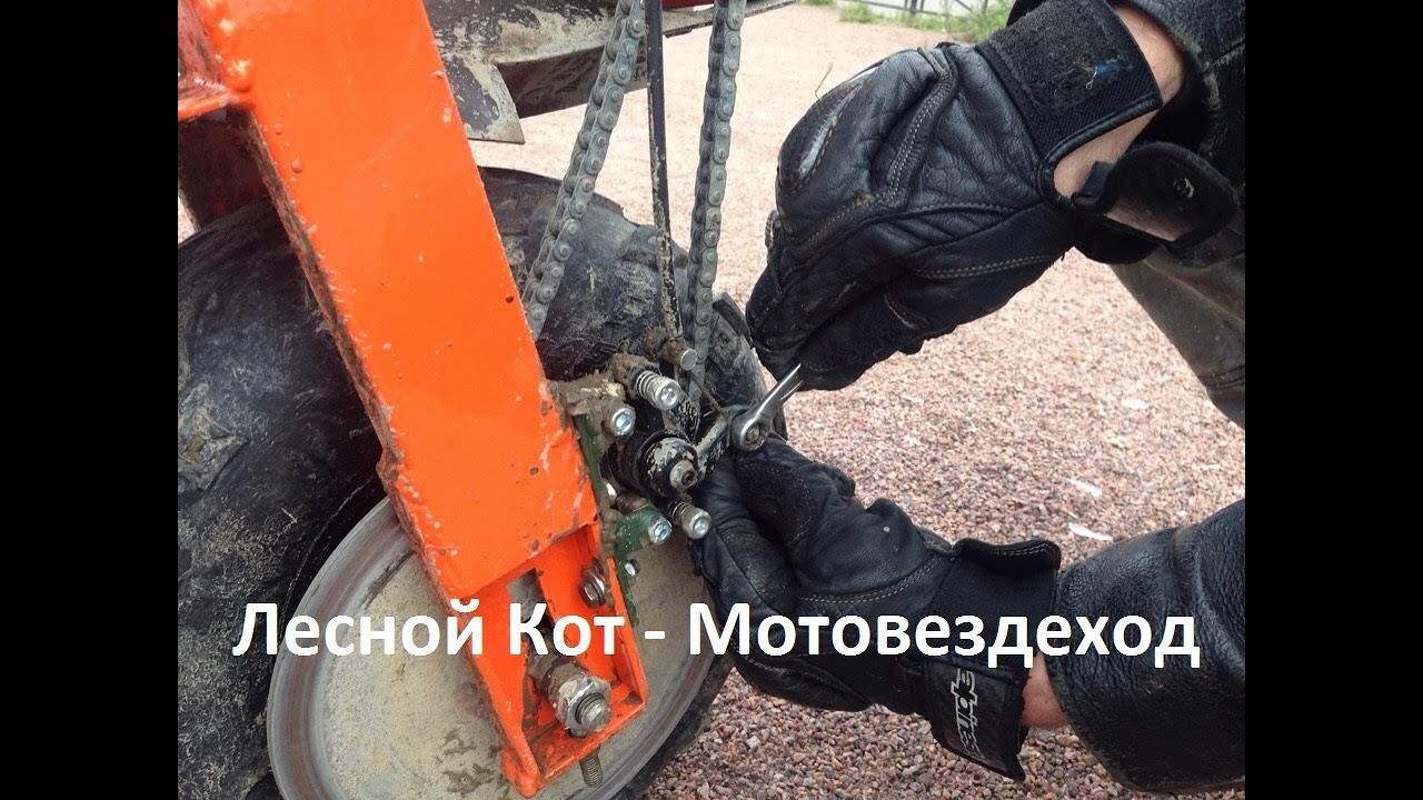 Разница между большим и малым Лесным Котом
