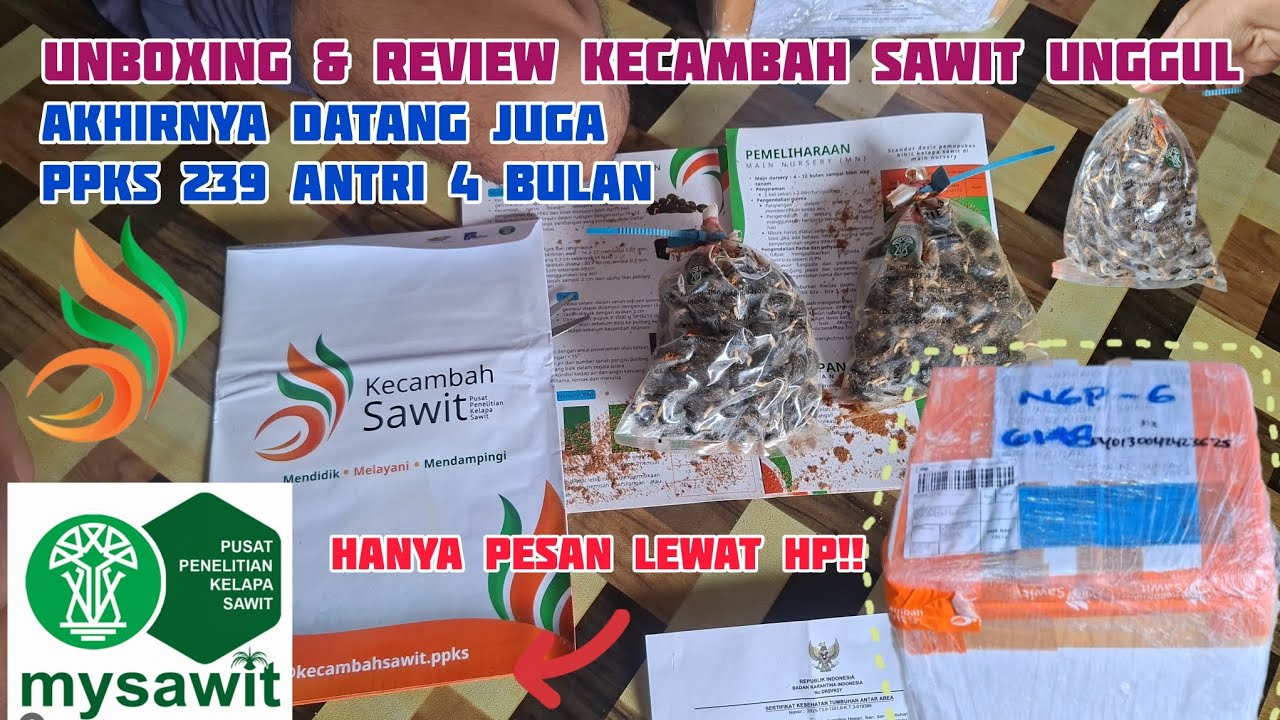 Unboxing dan Review Kecambah Sawit PPKS 239 pesan melalui Aplikasi Mysawit 2025