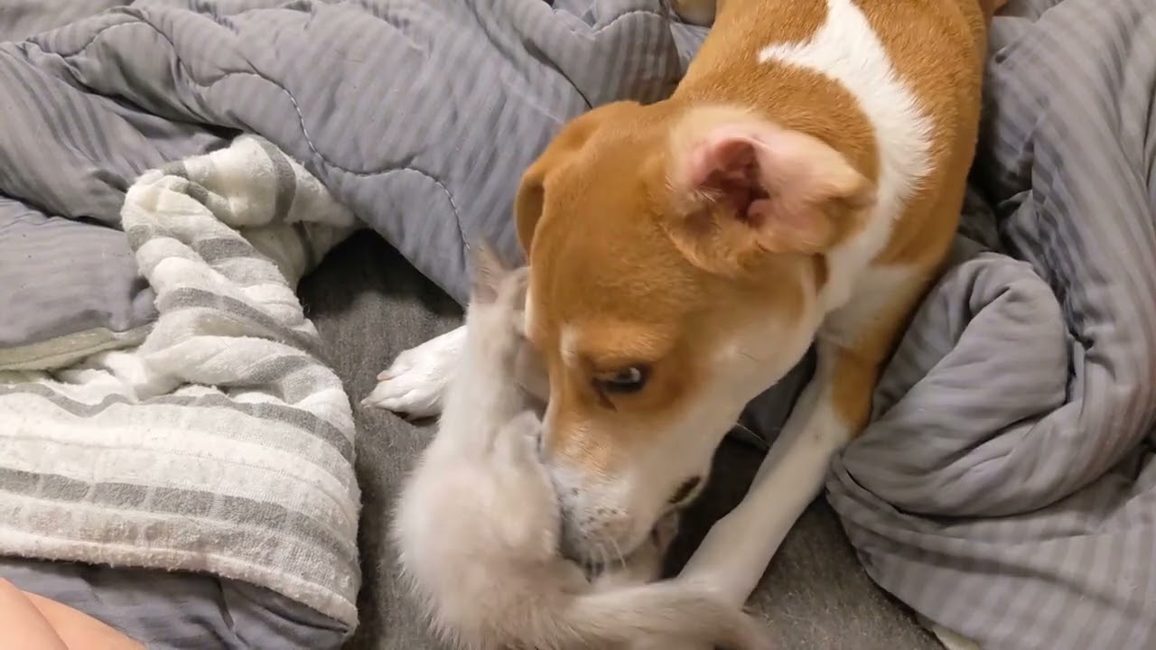 ルナとシオン
