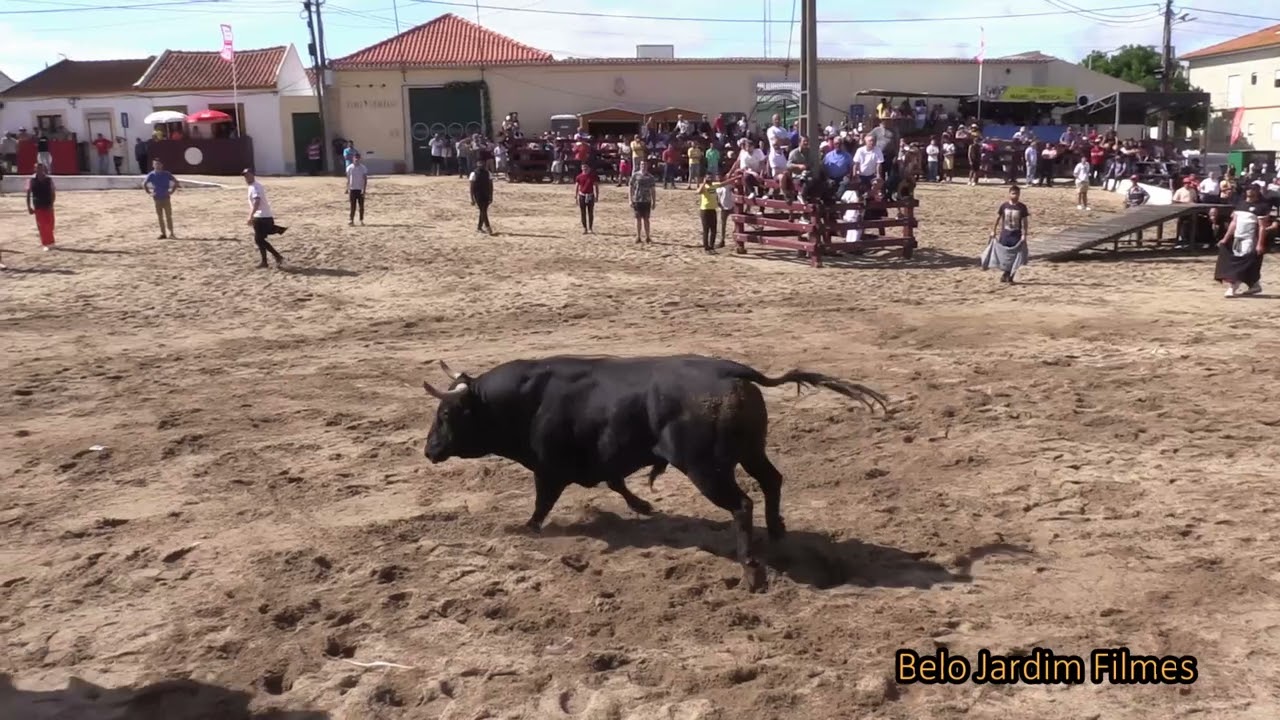 XVI  Semana Taurina de Samora Correia  Largada de Toiros Durante a Tarde de 29 de Abril  2023