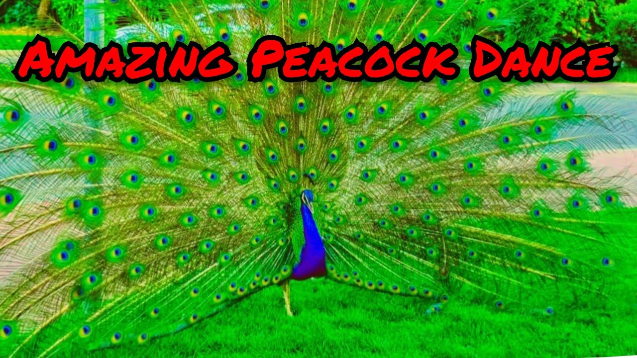 |Amazing Peacock Dance|Jumeirah Emirates Tower 🇦🇪|FREE ENTRY|Must Visit