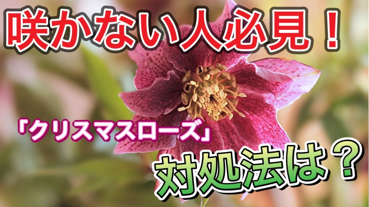 「咲かない人は見てください！」クリスマスローズの花が咲かない時の対処法