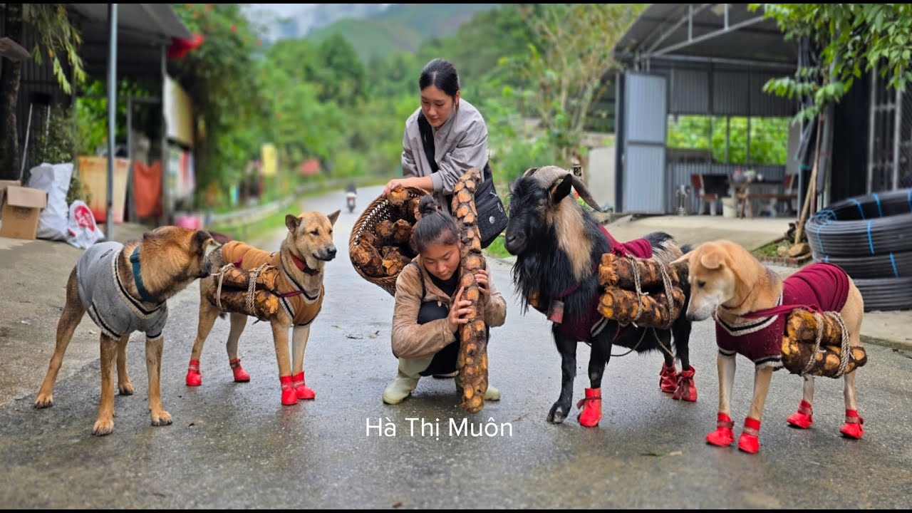 Vietnamese girl with dog and goat digs cassava to sell at market - ha thi muon