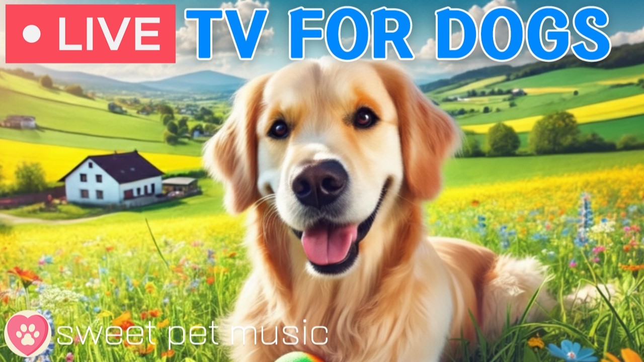 🔴24 Hours of Dog TV🎵🐶Calming Music for Dog Sleep🐾🩷Soothing Music for Dogs with Stress and Anxiety