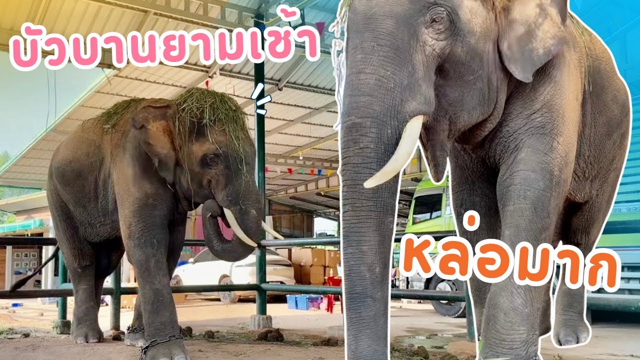 บัวบาน🇹🇭หล่อใหญ่สูงมาก