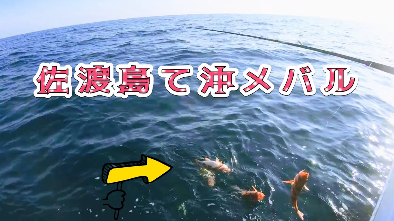 【驚愕】４月の佐渡島の沖メバルが凄かった‼︎