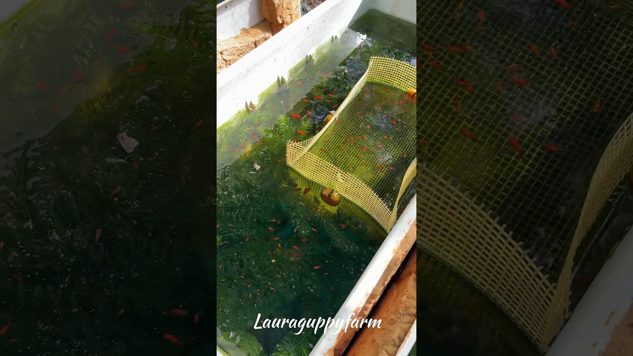 Red fin platy ❤️#platys #farming #breeding #nature #green #fish #aquascapegallery