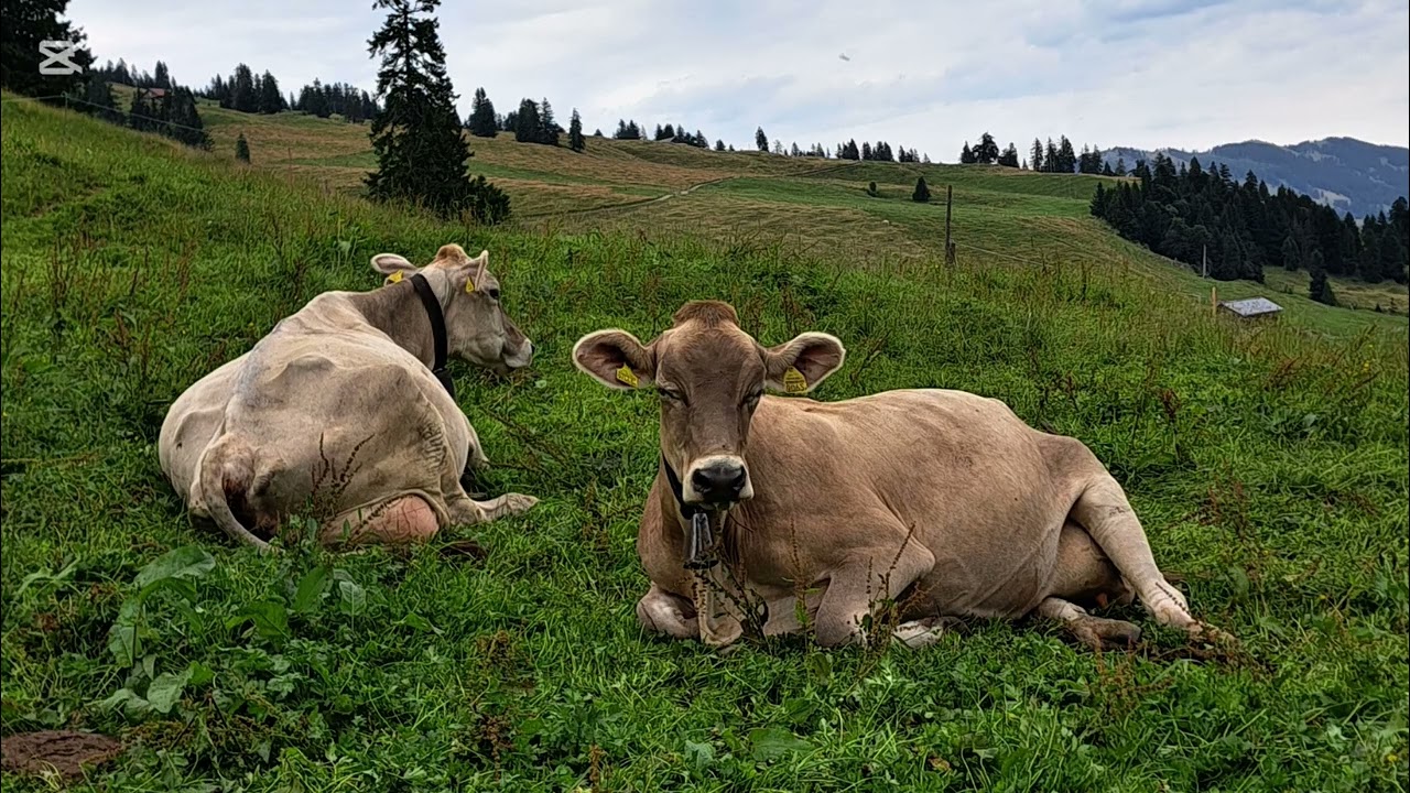 Alpsommer 2025