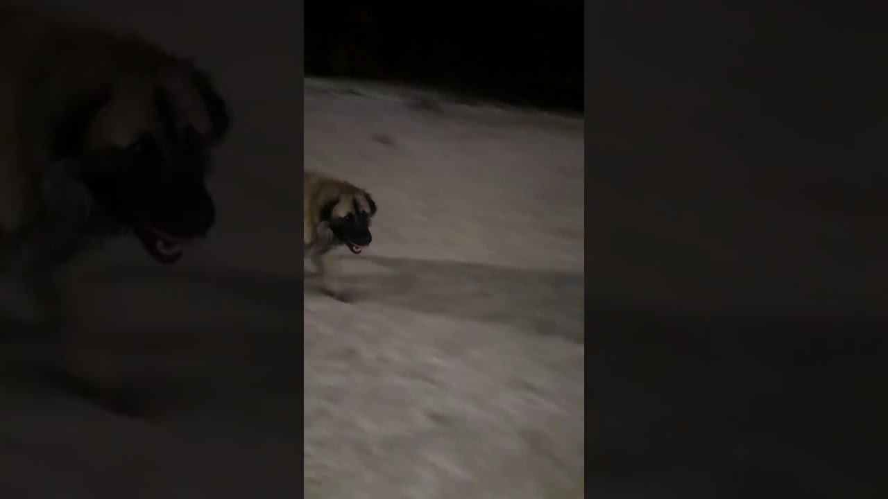 Vucijak i sarplaninac