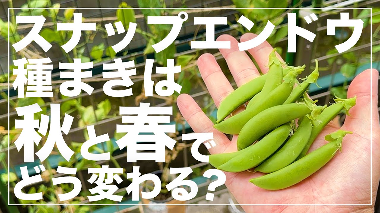 【驚きの結果に】ペットボトルでスナップエンドウを水耕栽培したら省スペースでも150本以上収穫出来ました！DIY Hydroponic Snap Peas Using a Plastic Bottle