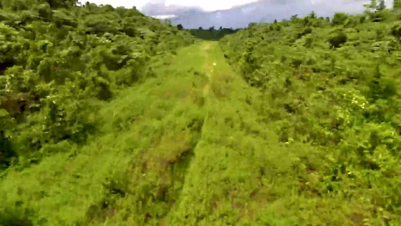 Logging Road Runway