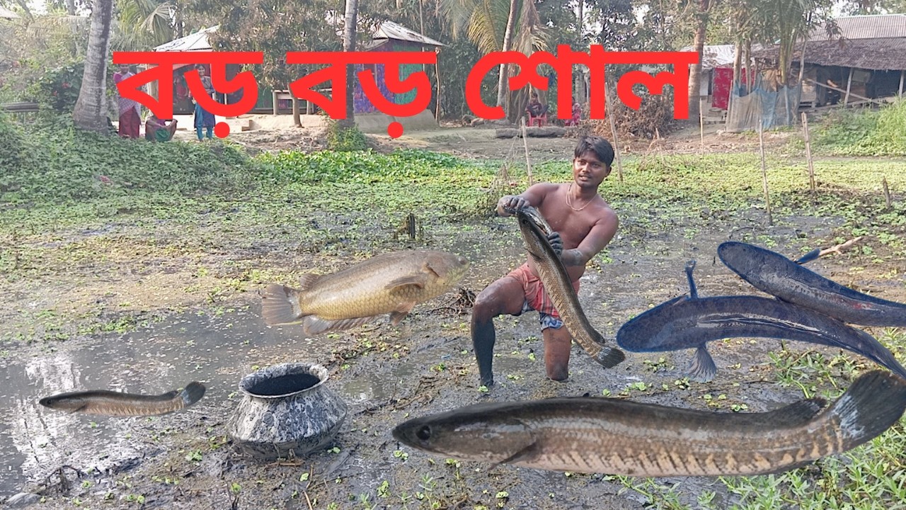 পুকুর ছেঁচে  মাছ ধরা।। Big Snakehead Fish Catching in Pond।। 