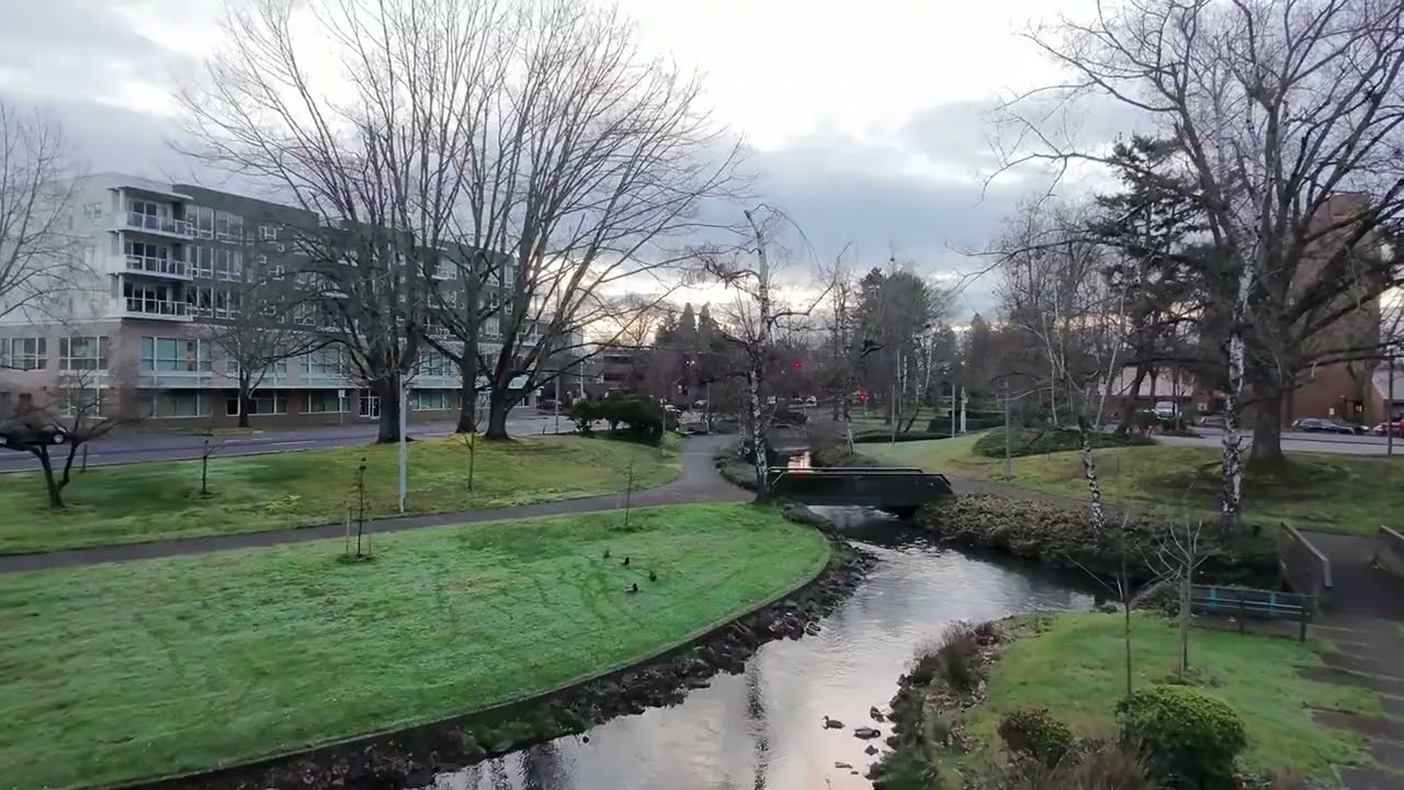 Duck Watching At Mill Stream