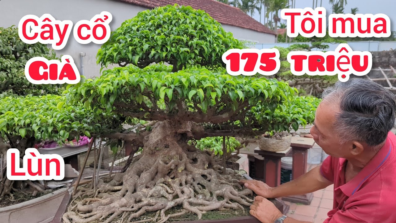 Bất ngờ được nghệ nhân Dần chia sẻ cây sanh cổ mua 175 triệu sau 5 năm được rất nhiều đại gia để ý