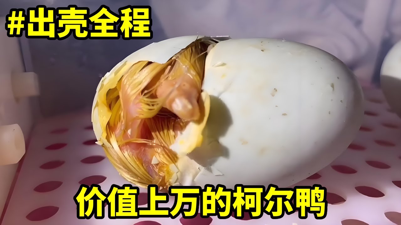出壳全过程：价值上万的柯尔鸭出壳过程，第一眼都被它萌到