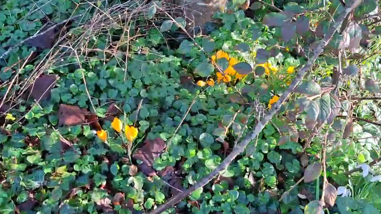 First bumblebee of 2026 and some early Spring flowers