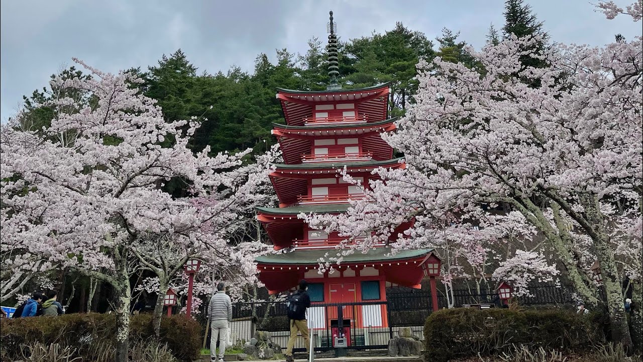 Walking from Shimoyoshida Station to Chureito Pagoda feat. sakura | Japanese countryside walk | 花見
