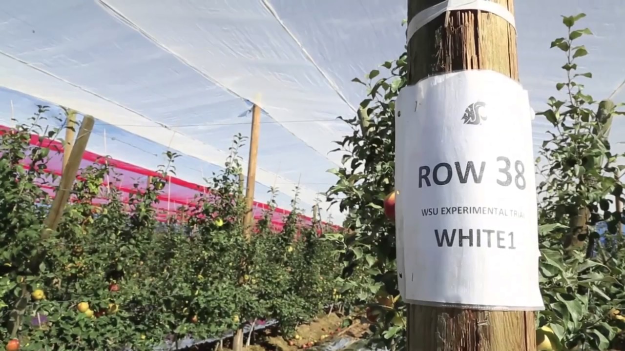 Photoselective Anti-Hail Netting Trial for ‘Honeycrisp’ Apple