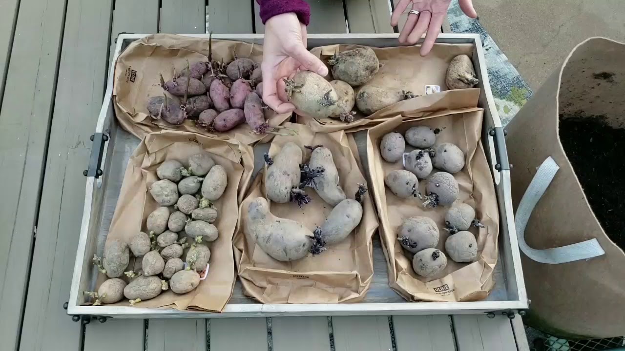 Как выращивать картофель в контейнерах