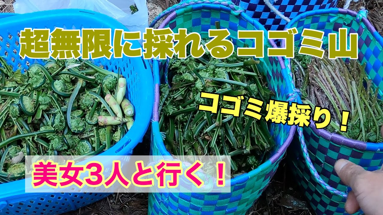 山菜採りマドンナと行く！無限に出る絶品山菜【こごみ】を採りまくれ！