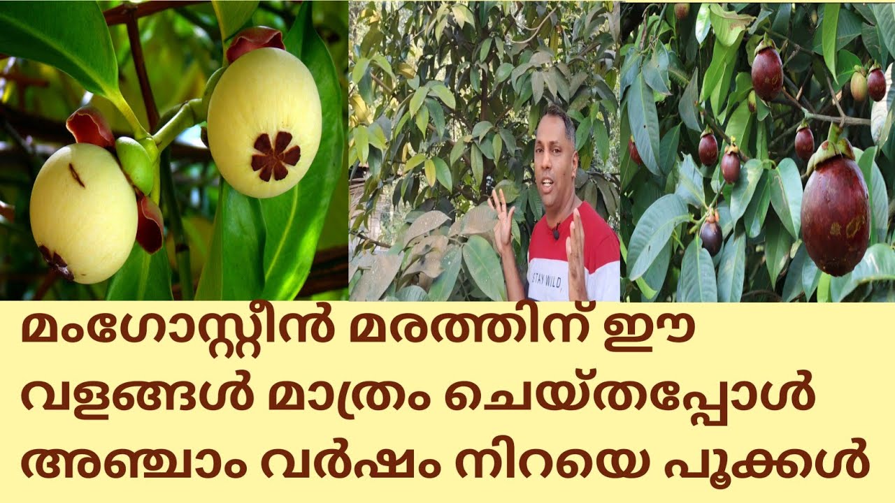 മംഗോസ്റ്റീൻ അഞ്ചാം വർഷം പൂത്ത് കിട്ടിയത് എങ്ങനെ എന്ന് നോക്കൂ @kl40moneyfarming