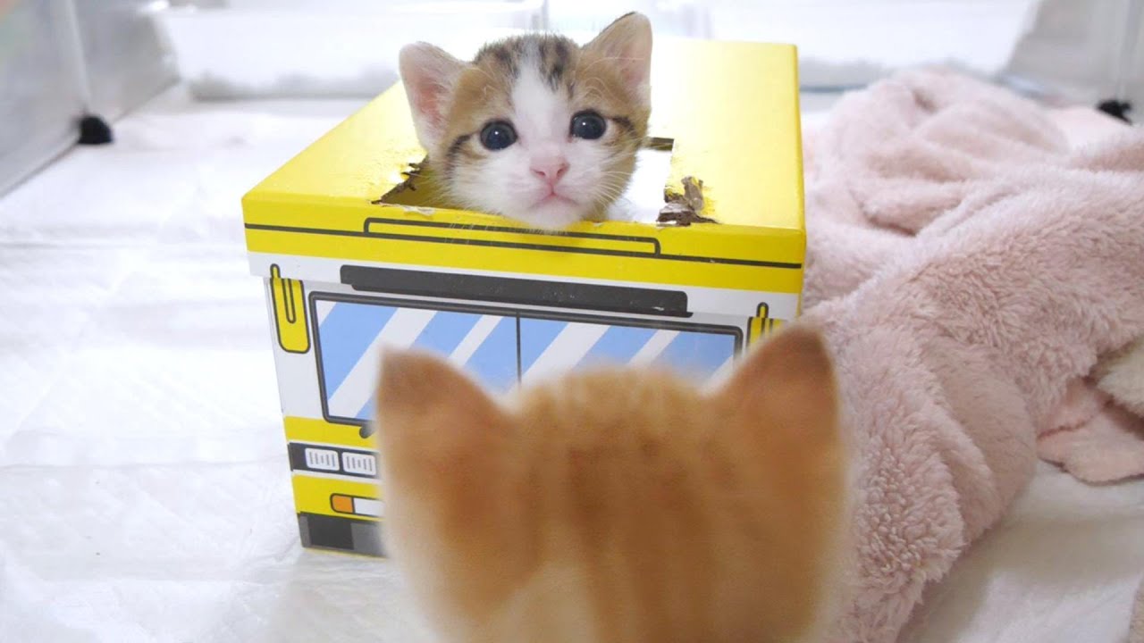 大好きな姉猫にかまってアピールしまくる子猫のハート君【赤ちゃん猫　保護猫】