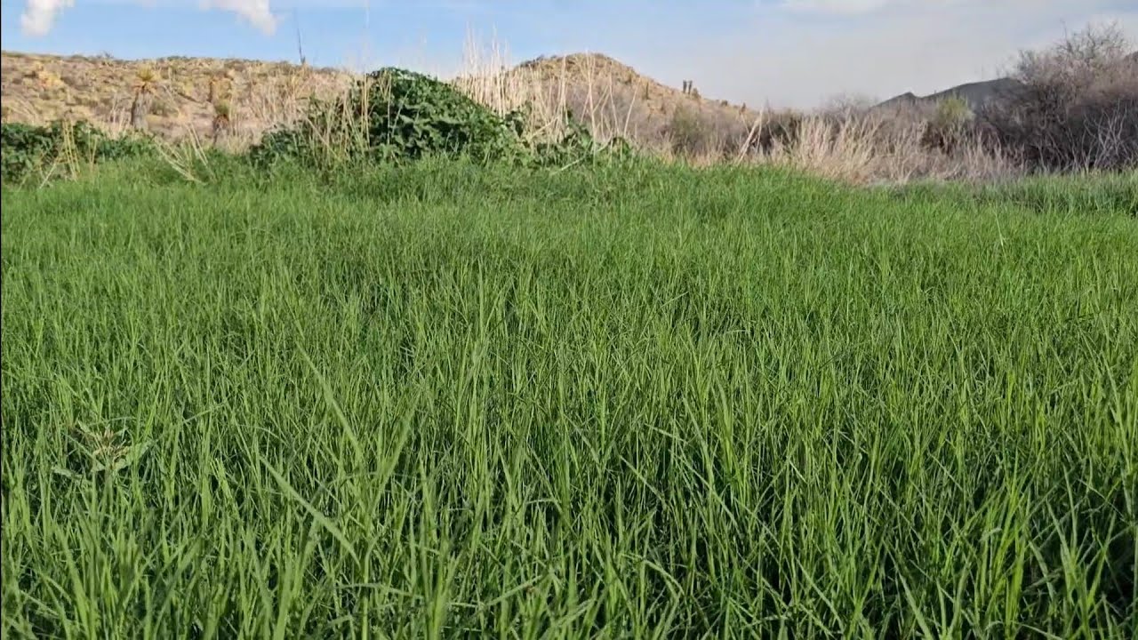 Что делает эту часть ранчо зелёной? @TimelineRanch