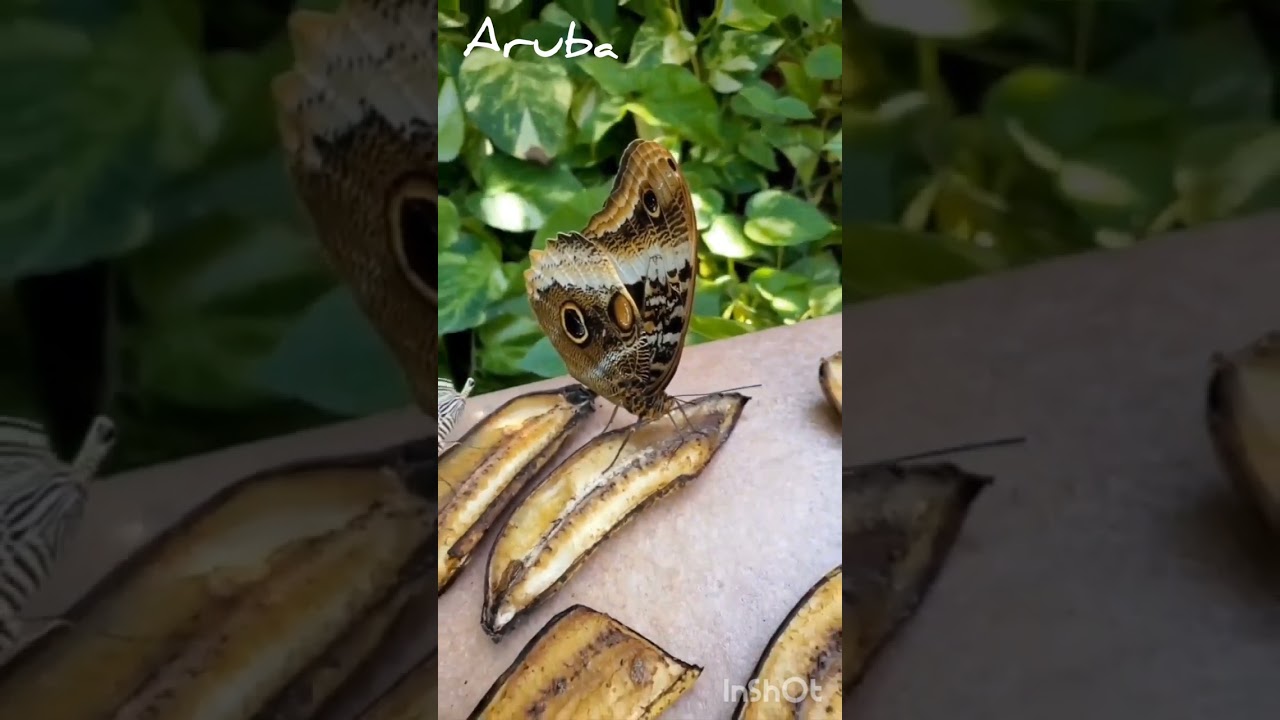 Aruba Butterfly Farm
