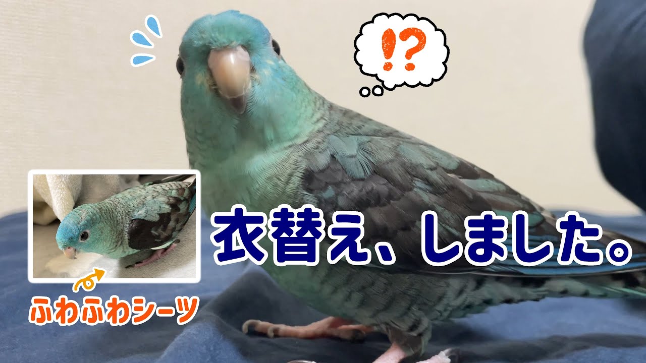 うちのサザナミインコは新しいシーツが気になるようです