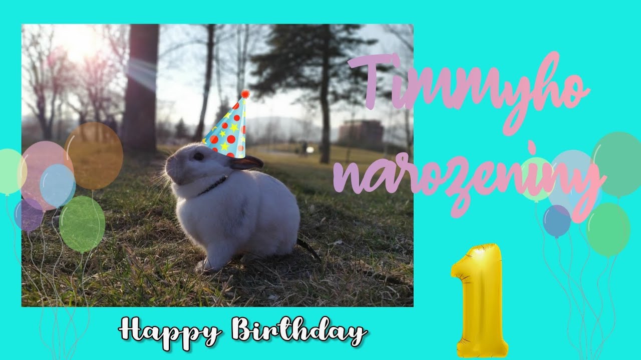 Timmy má narozeniny🎂 a odpovídám na nějaké vaše komentáře🐰