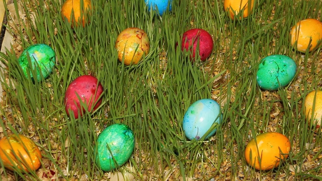 Пасхальные угощения. Как животные «крашанками» лакомились