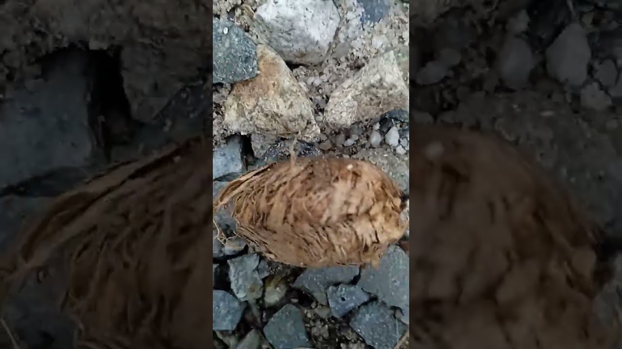 Mencari kuarsa bersama saya