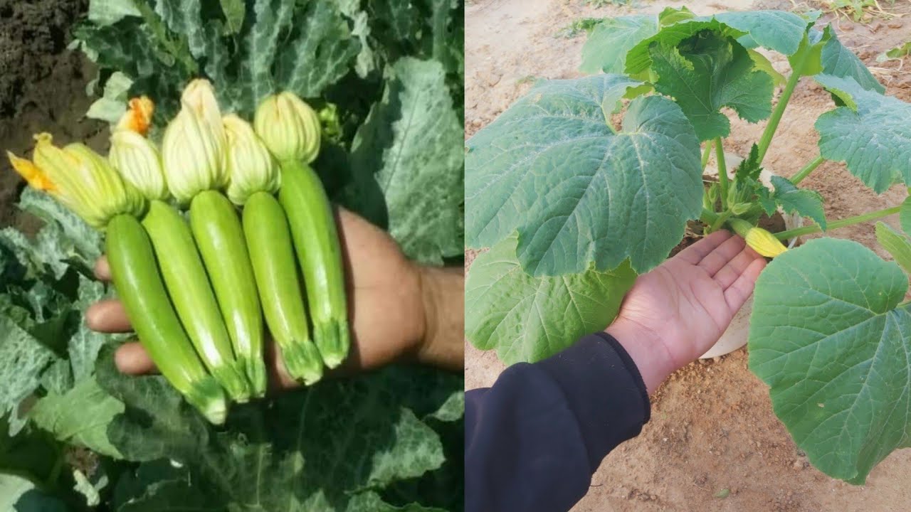 اسهل طريقة لزراعة الكوسا من البذرة حتى الثمرة