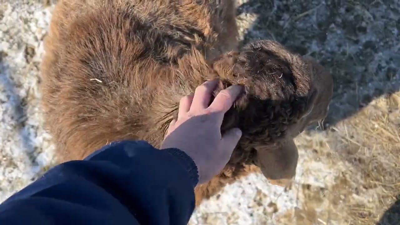 07.03.2026 начался окот от Каштана, все принимают солнечные ванны 🌞