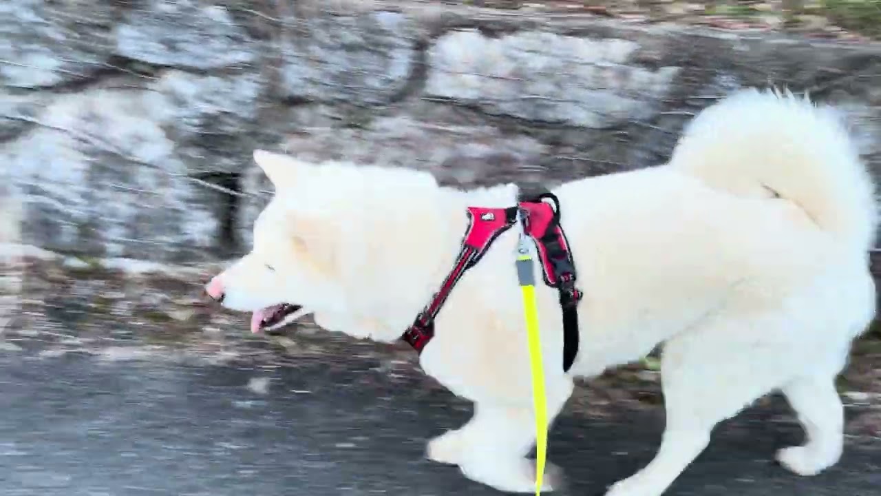 【今日のシロちゃん】我が家の秋田犬シロ(悠真)Akita 🐕２０２６年３月１２日夜散歩