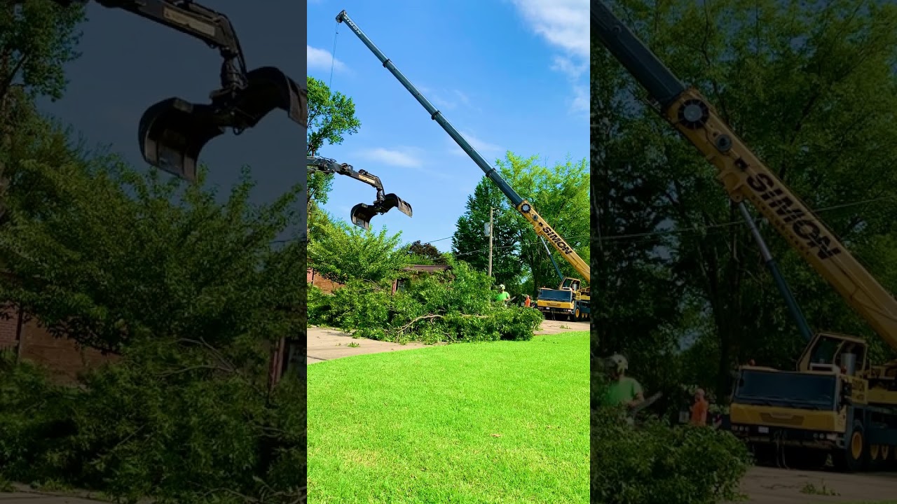 Giant split oak tree removal with crane