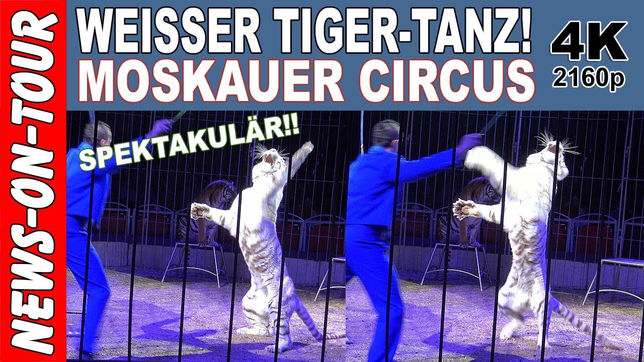 Bengal TIGER-TANZ/Dance! (4k) Moskauer Circus | Spectacular Spektakulär! Wild animal show