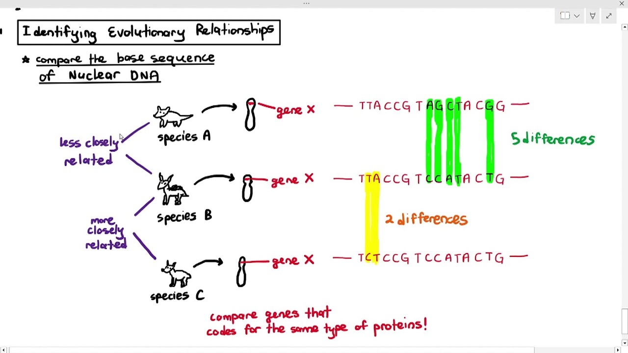 17-16 Identifying Evolutionary Relationships (Cambridge AS A Level Biology, 9700)