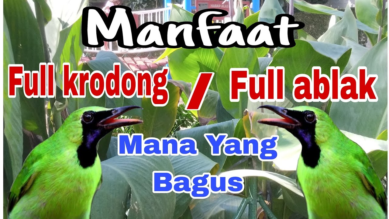manfaat full krodong dan full ablak untuk cucak ijo