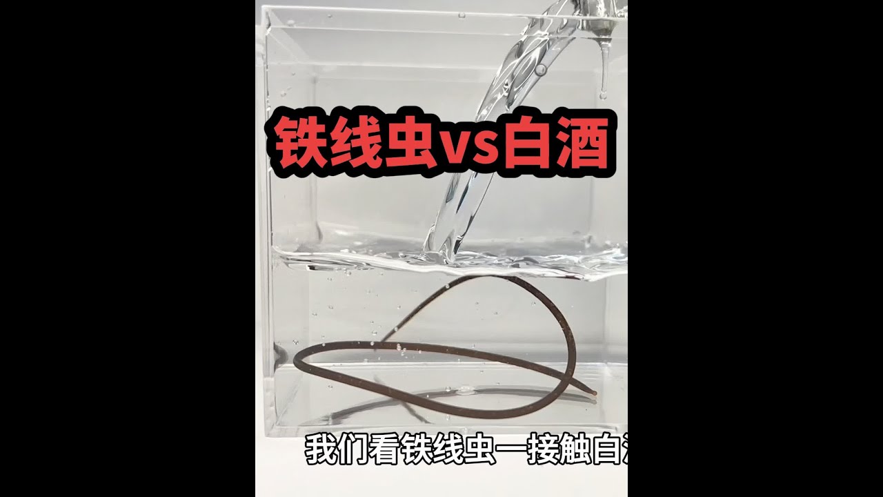 把一只铁线虫泡进白酒！会发生什么事？#铁线虫#白酒#趣味实验