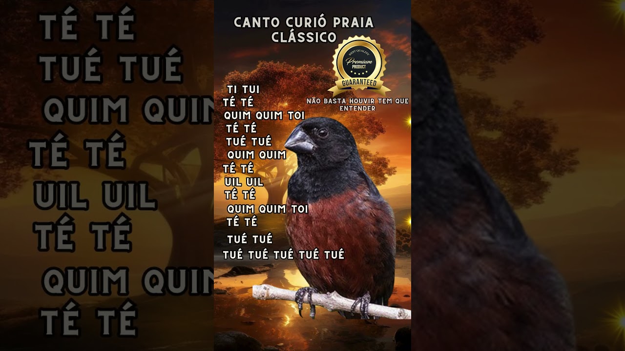 Canto curi&oacute; praia cl&aacute;ssico! #cantosdepassarosdobrasil #curio