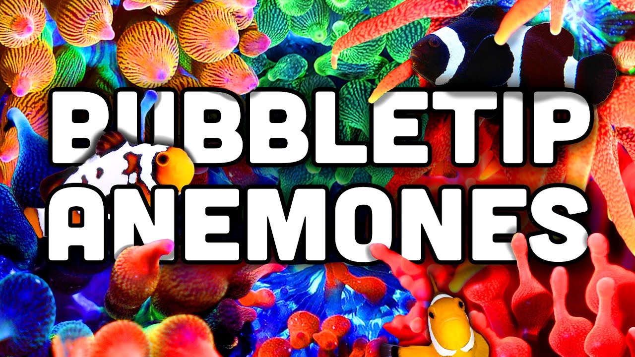 Bubble Tip Anemones EVERYTHING You Need to Know! | Coral Care Guide