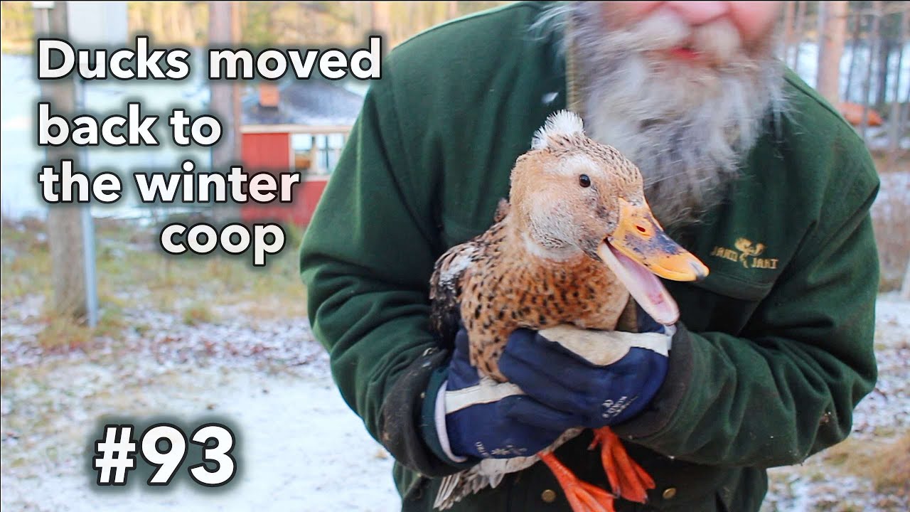 Ankkojen muutto talvi kotiin. #93 Ducks are moving. Finnish homestead
